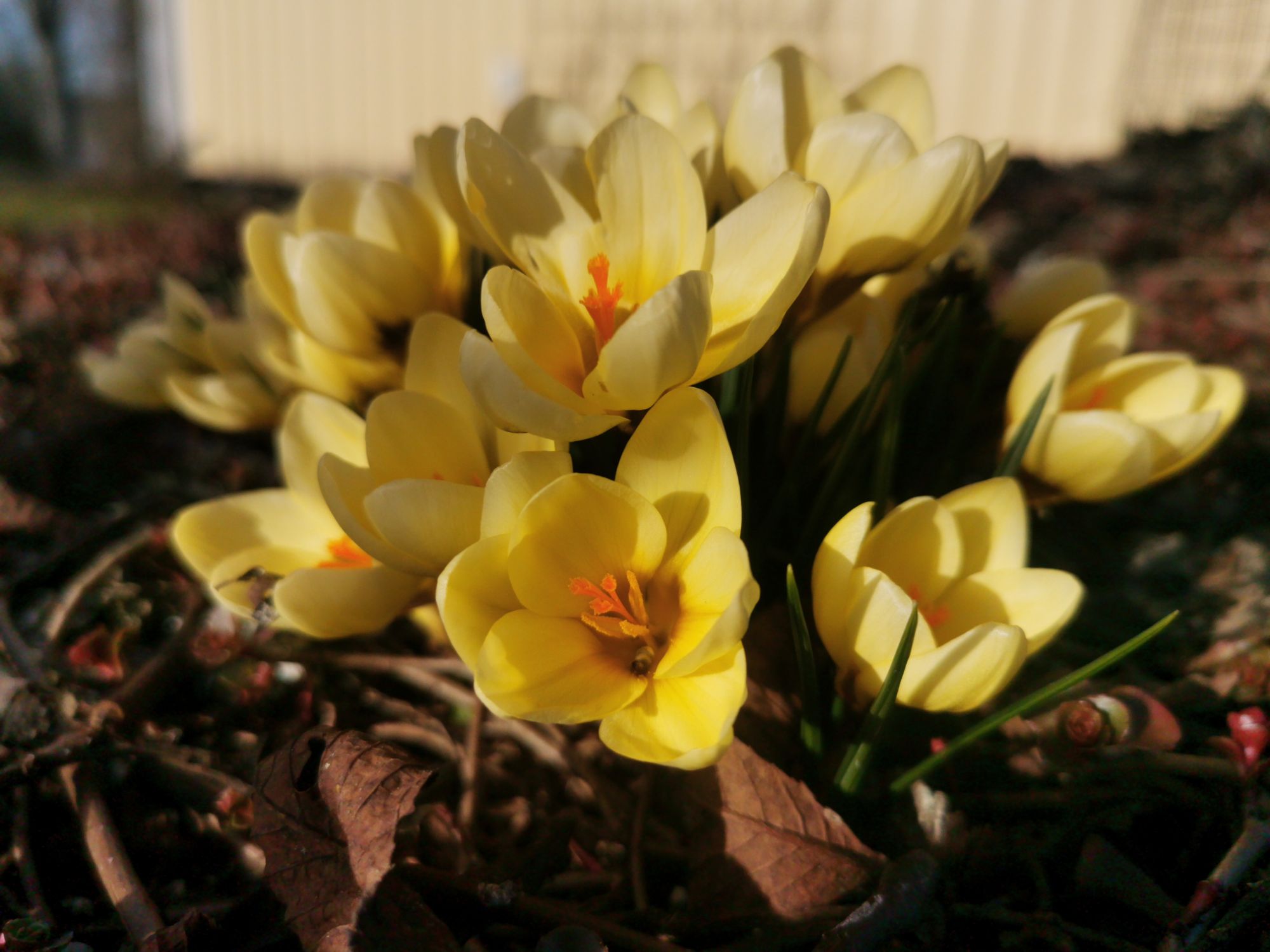 Spring was here, went and returned…hopefully to stay – Wonderer of Nature